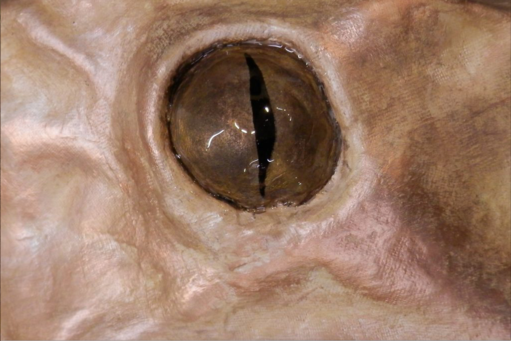 Oeil de serpent Décoration marionnette